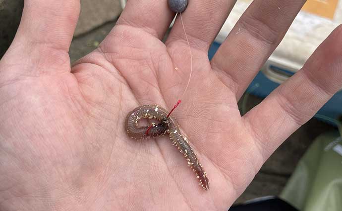ダイソーの穴釣り竿で「17cmウロハゼ」をキャッチ　消波ブロックの隙間を探って攻略