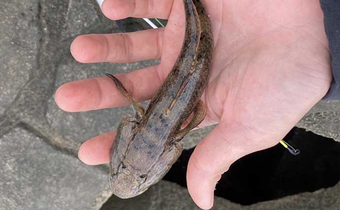 ダイソーの穴釣り竿で「17cmウロハゼ」をキャッチ　消波ブロックの隙間を探って攻略