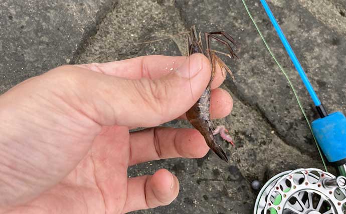 ダイソーの穴釣り竿で「17cmウロハゼ」をキャッチ　消波ブロックの隙間を探って攻略
