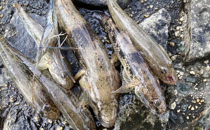 ダイソーの穴釣り竿で「17cmウロハゼ」をキャッチ　消波ブロックの隙間を探って攻略