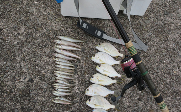 昔の投げ竿＆リールでもキス34匹！「数十mの小移動」を繰り返して魚の居場所を発見