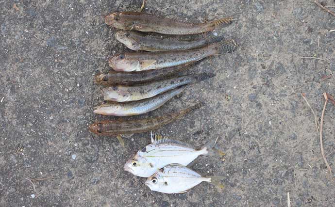ハゼのミャク釣り仕掛けを実釣比較！ エダス間隔5cmと15cmの「釣果・ハリ掛かり・操作性」を検証