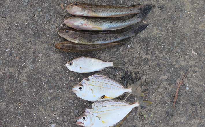 ハゼのミャク釣り仕掛けを実釣比較！ エダス間隔5cmと15cmの「釣果・ハリ掛かり・操作性」を検証