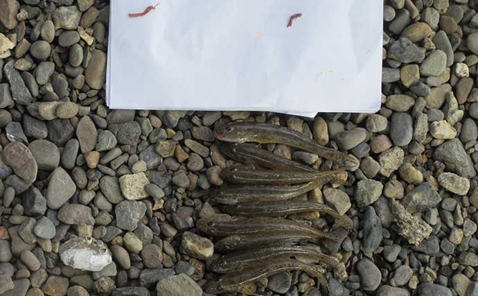 ハゼのミャク釣り仕掛けを実釣比較！ エダス間隔5cmと15cmの「釣果・ハリ掛かり・操作性」を検証