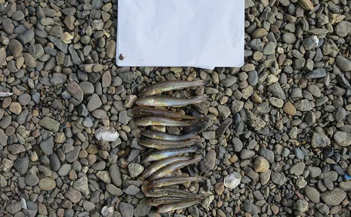 ハゼのミャク釣り仕掛けを実釣比較！ エダス間隔5cmと15cmの「釣果・ハリ掛かり・操作性」を検証