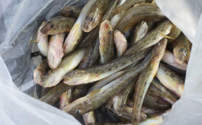 ハゼのミャク釣り仕掛けを実釣比較！ エダス間隔5cmと15cmの「釣果・ハリ掛かり・操作性」を検証