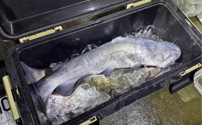 「釣った魚は美味しく食べる」が参加条件！　霞ヶ浦で外来生物を狙う異色の釣り大会が開催