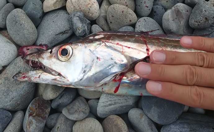 100均「ダイソージグ」で103cm頭にタチウオ5匹【和歌山】速潮サーフをショアジギで攻略