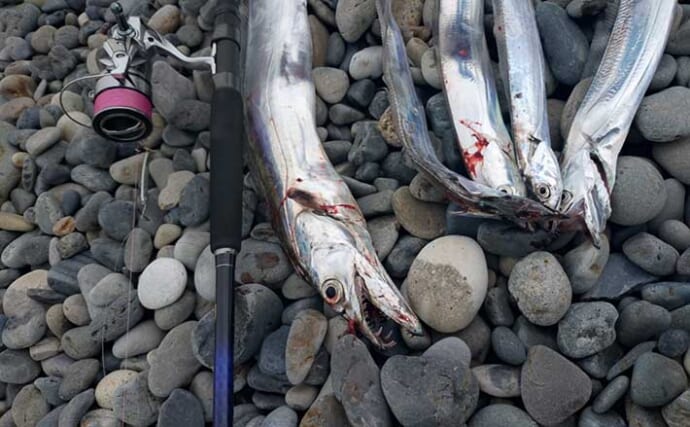100均「ダイソージグ」で103cm頭にタチウオ5匹【和歌山】速潮サーフをショアジギで攻略