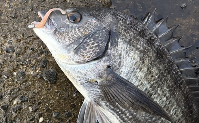 目の前にいるチヌほど釣れない？「見えチヌ」がルアーを見切る理由と攻略のコツ