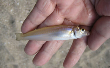 孫と釣りに行くための下見で5魚種がヒット！ チョイ投げでキス12匹をキャッチ【岡山】