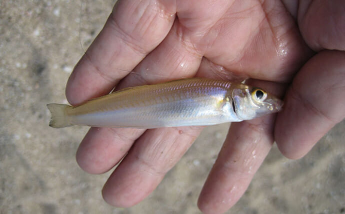 孫と釣りに行くための下見で5魚種がヒット！ チョイ投げでキス12匹をキャッチ【岡山】