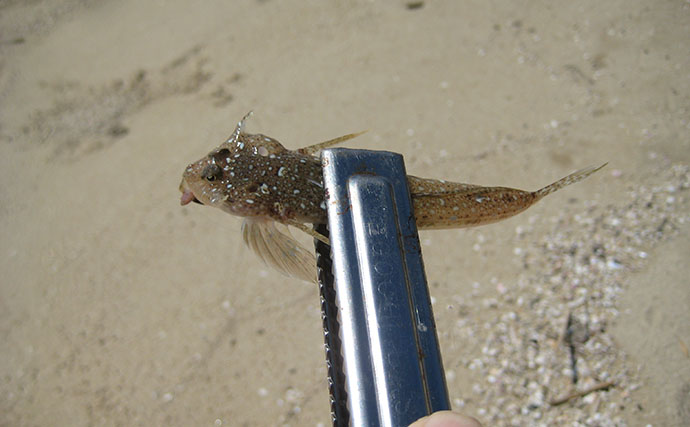 孫と釣りに行くための下見で5魚種がヒット！ チョイ投げでキス12匹をキャッチ【岡山】