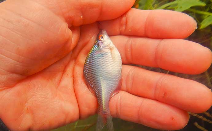 「タナゴ」のち「アメリカナマズ」　淡水小物＆大物釣りリレーを満喫【埼玉】