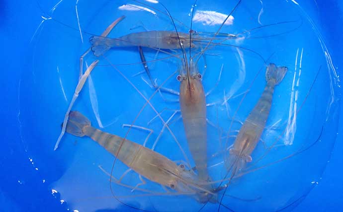 沼津に「釣ったエビをその場で食べられる釣り堀」が誕生！ 夫婦でオニテナガエビ釣りに挑戦