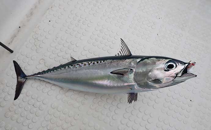 昔ながらの手釣り「カッタクリ」で青物入れ食い！ クーラー満タンで予定より早く帰港【沼津】