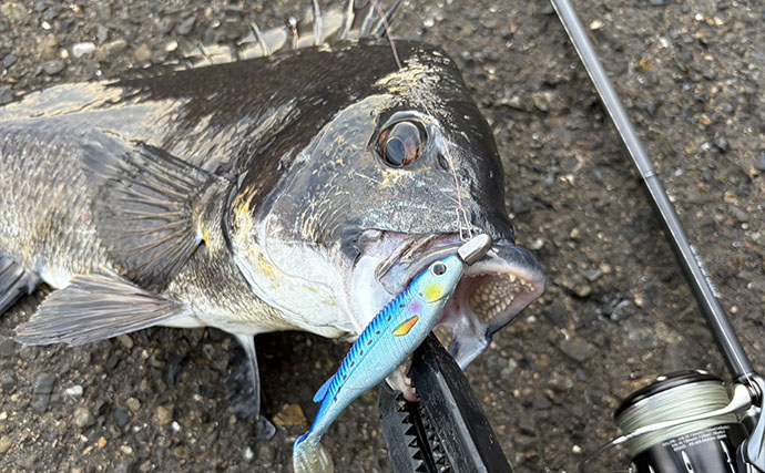 目の前にいるチヌほど釣れない？「見えチヌ」がルアーを見切る理由と攻略のコツ