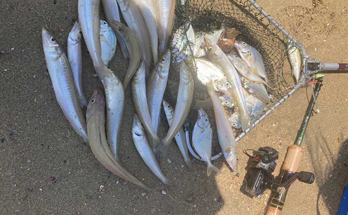 流し釣りが的中！ レンタルボート五目釣りで20cm級キスが連発【津屋崎海岸】