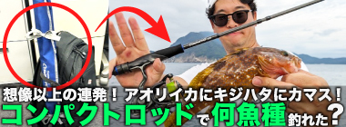 コンパクトロッド1本で「何魚種釣れる？」 アオリにキジハタにカマスも連発【福井】