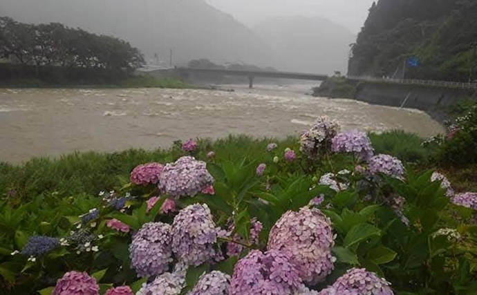 大雨で川が増水するとアユはどうなってしまう？ 避難場所と産卵＆アユ釣りへの影響を解説