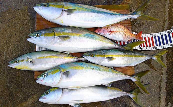ジギングで苦戦した翌日に「チョクリ釣り」でリベンジ達成！  70cm級メジロ4匹好捕【明石沖】