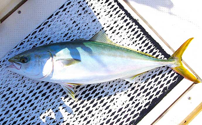 ジギングで苦戦した翌日に「チョクリ釣り」でリベンジ達成！  70cm級メジロ4匹好捕【明石沖】