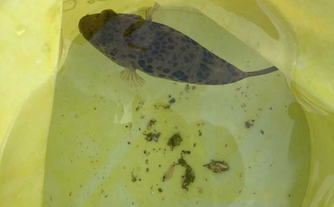 関門海峡のサビキ釣りは「潮が速くて難しい！」 姪たちと2度挑戦した夏休みの釣行記