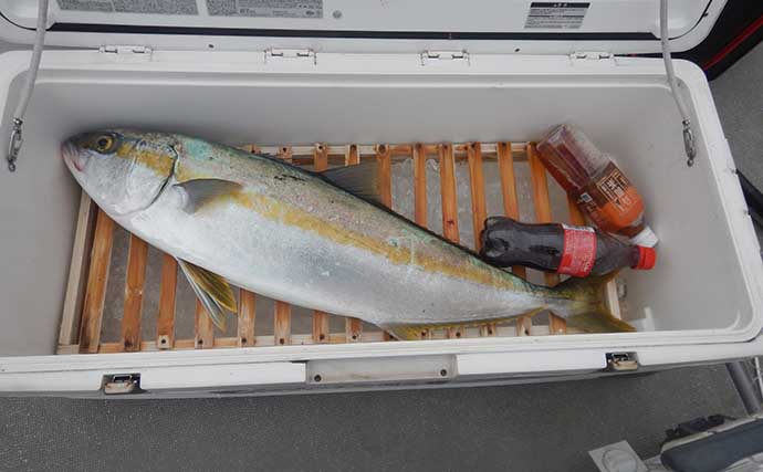 ネリゴが連発する落とし込み釣りで「8kg級ヒラマサ」登場！ イワシのエサ付きも良好