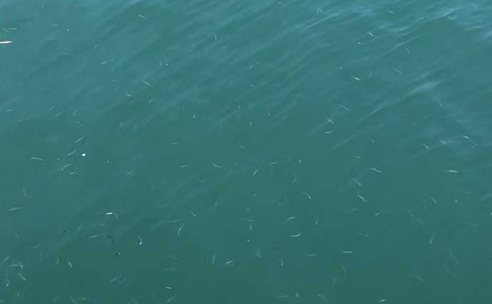 秋ヒラメは広いサーフより「小さな漁港」が狙い目？　ベイトと潮から探すポイント開拓術3選