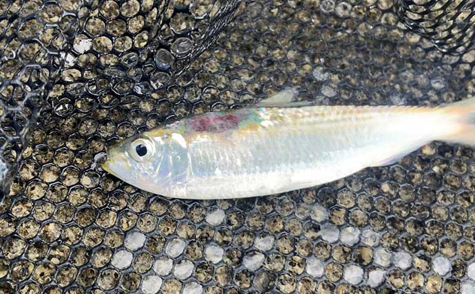 秋ヒラメは広いサーフより「小さな漁港」が狙い目？　ベイトと潮から探すポイント開拓術3選