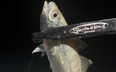 聖地「須崎」へアジング遠征！ 豆アジの数釣りを楽しみ翌日は旬のメジカを堪能【高知】