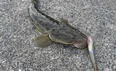 市販仕掛けを魔改造で50cm級マゴチがヒット！ ハゼを「底から浮かせる…