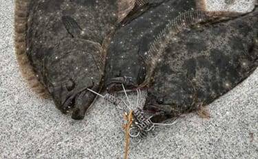 秋ヒラメは広いサーフより「小さな漁港」が狙い目？　ベイトと潮から探すポイント開拓術3選
