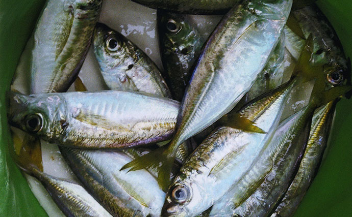 長雨の合間の堤防でサビキ釣りをしてみた【河芸漁港】拾い釣りで小アジ14匹キャッチ