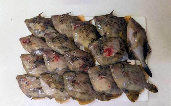 カワハギ釣り大会でトップ「75匹」の驚異的釣果！ 上位3人が50匹超えのハイレベルな戦いに【愛知】