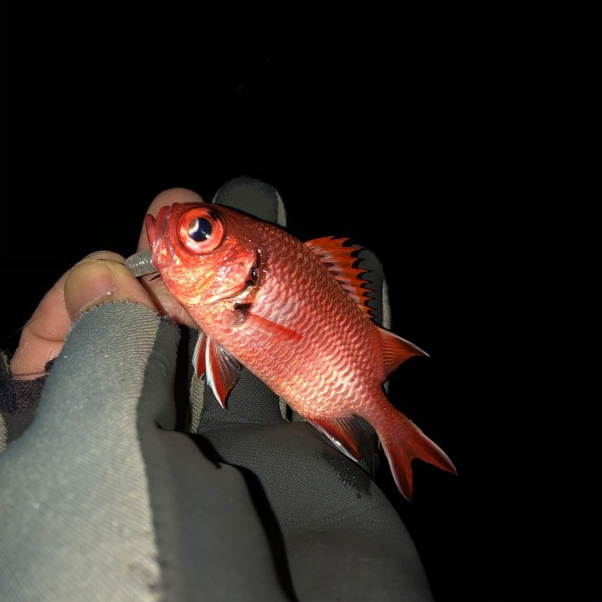 年末に仕留めたお初の魚 アカマツカサ みんなのtsurinews